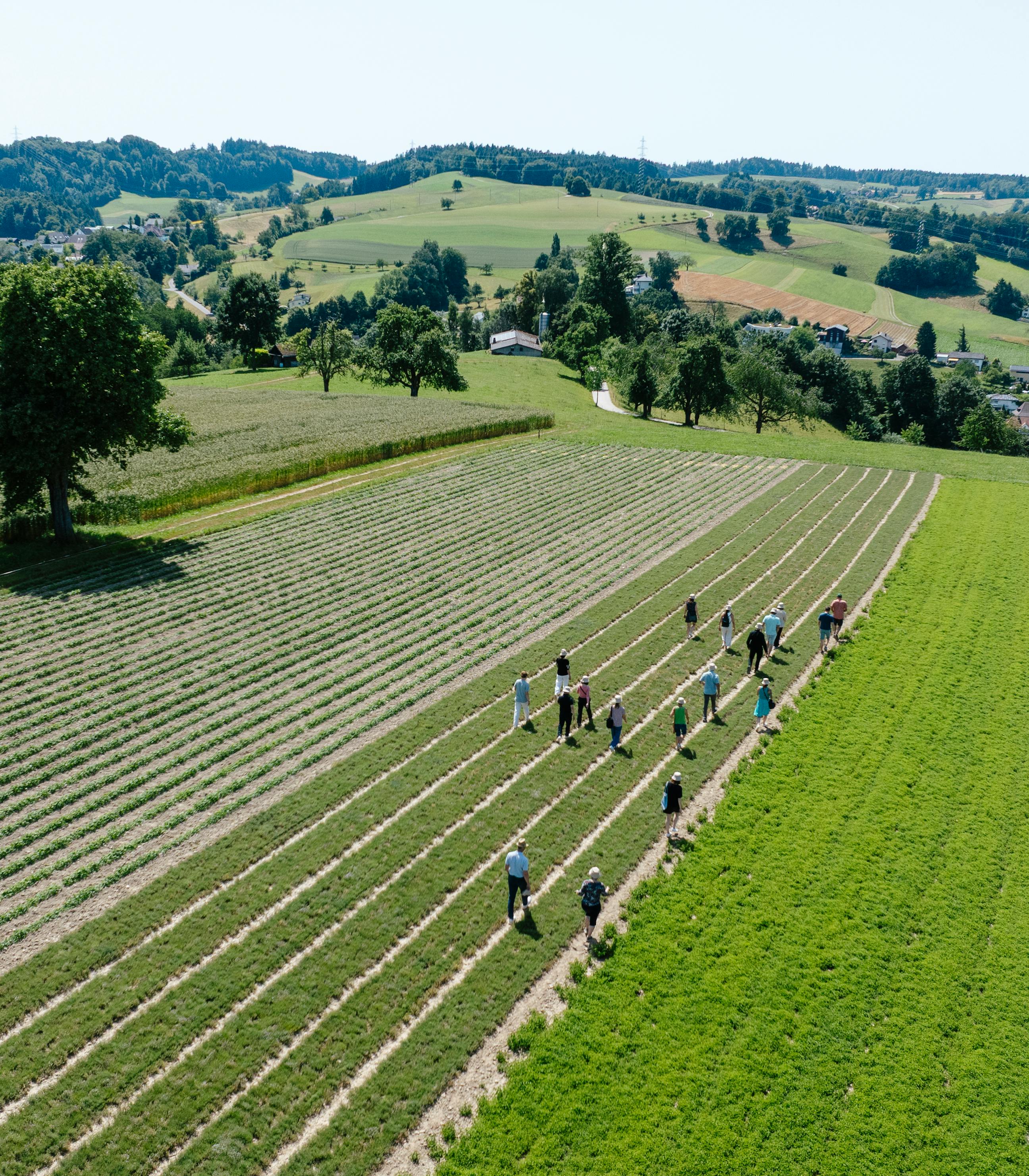 Ricola roots day